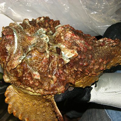 Picture of stonefish